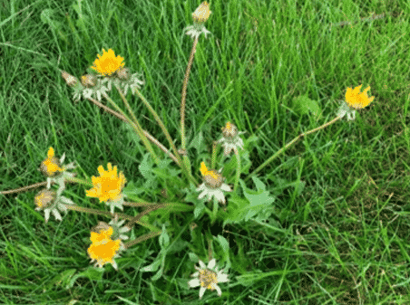 Killing Weeds: Identify the Weed