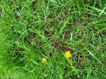 Killing Weeds: Dying Weed