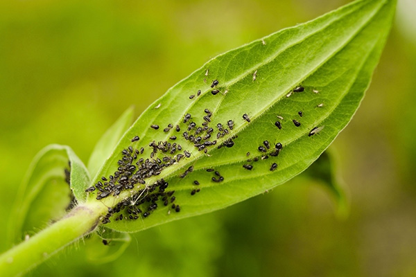 Aphids