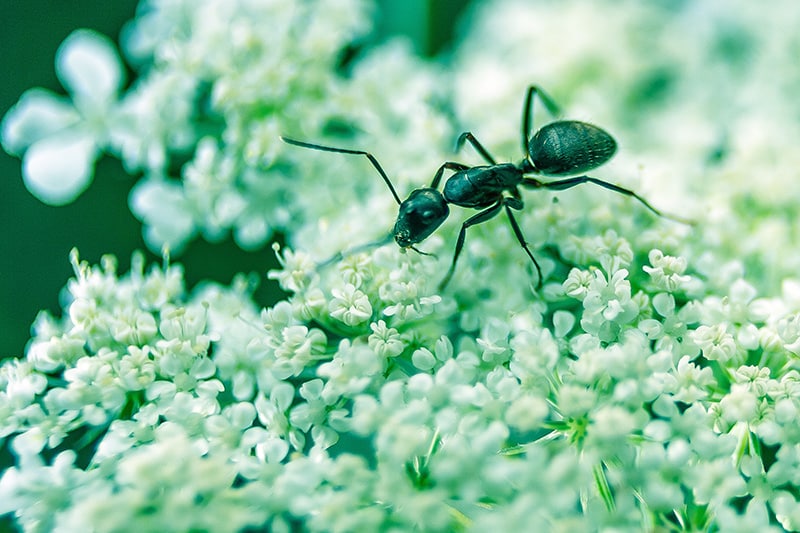 How to Get Rid of Carpenter Ants