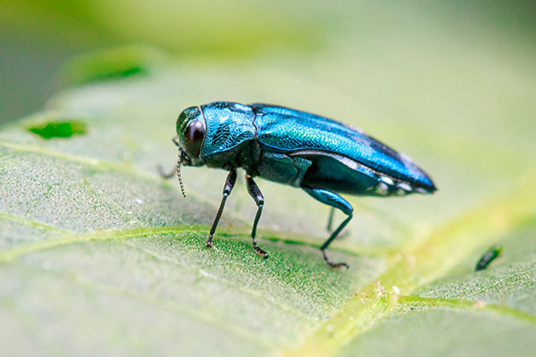 Emerald Ash Borer