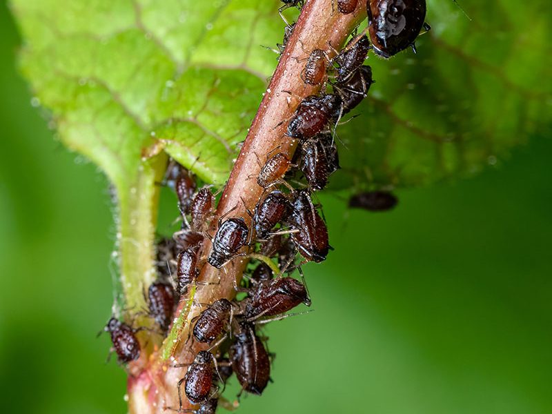 How To Protect Your Michigan Trees And Shrubs From Insects