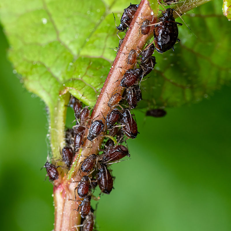 How To Protect Your Michigan Trees And Shrubs From Insects