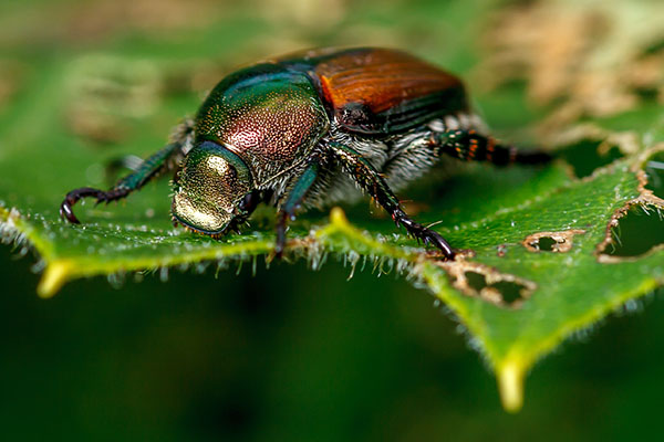 Japanese Beetle