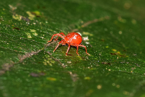 Spider Mites