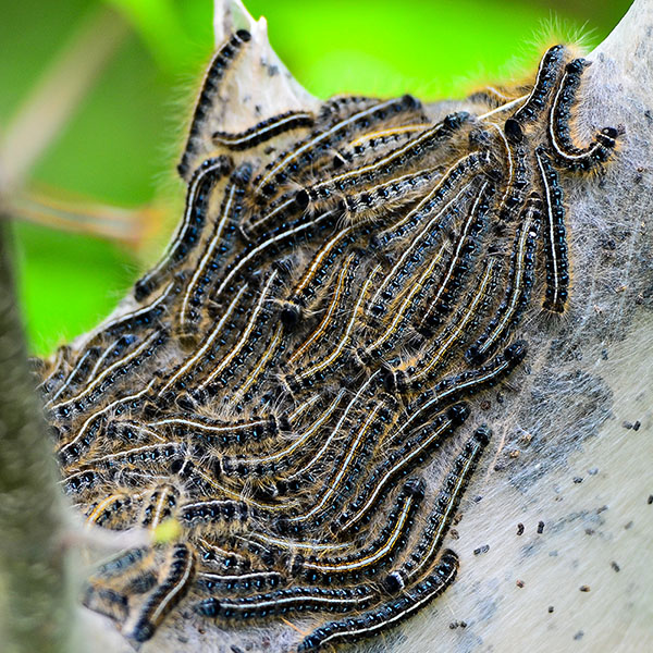 Tent Caterpillar