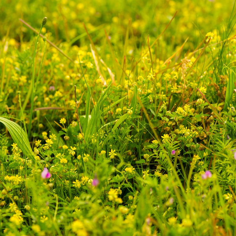 Broadleaf Weeds