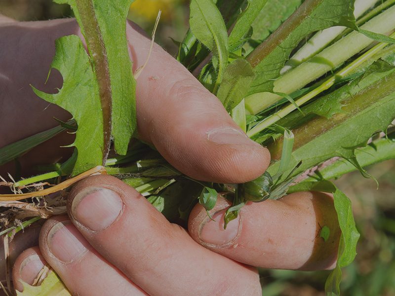 Killing Weeds Properly
