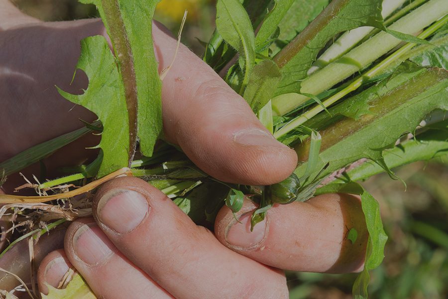 Killing Weeds Properly
