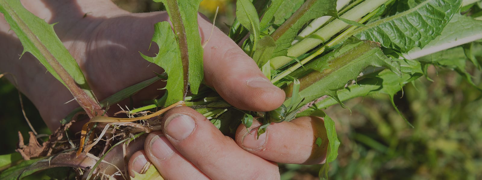 Killing Weeds: Doing It Properly