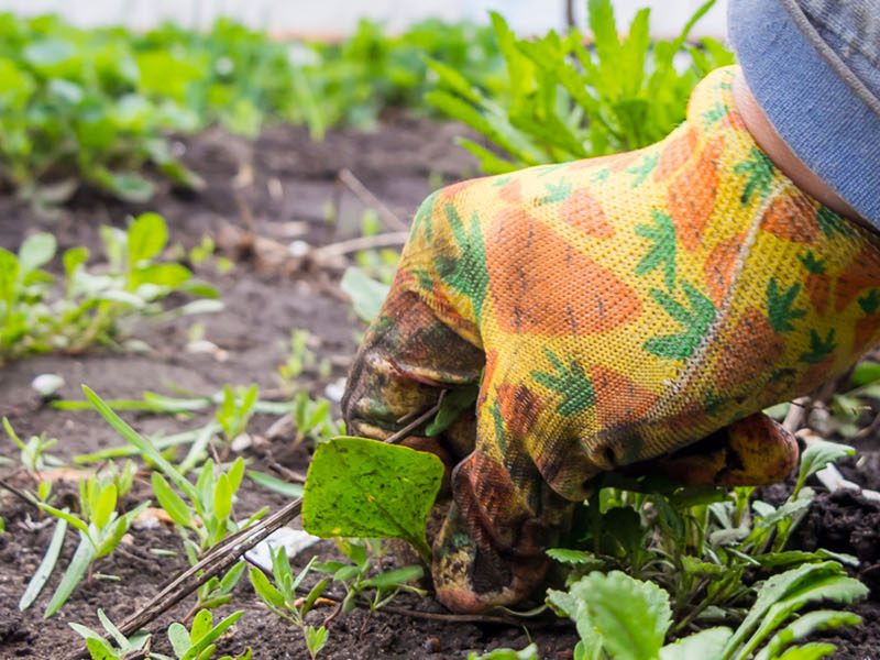 Contender's Tree & Lawn Specialists - Preventing Weeds from Growing in Flower Beds