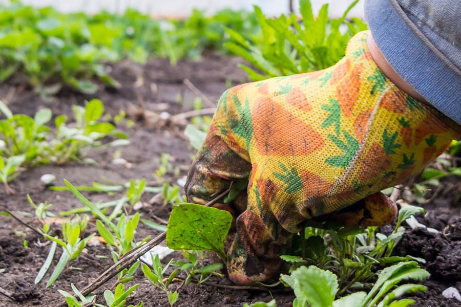 Contender's Tree & Lawn Specialists - Preventing Weeds from Growing in Flower Beds