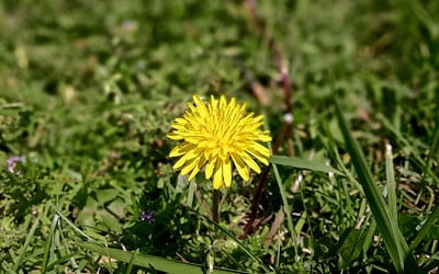 Controlling Lawn Weeds