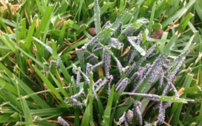 Contender's Tree & Lawn Specialists - Slime Mold