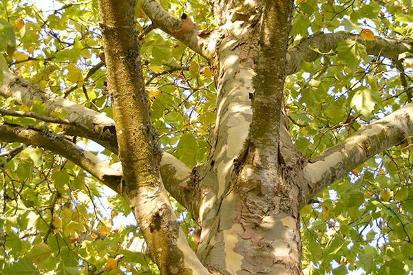 Sycamore Tree