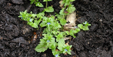 Creeping Veronica