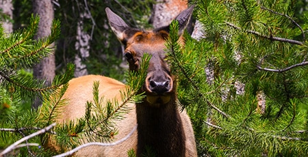 Deer Repellent