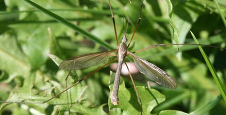 European Crane Fly