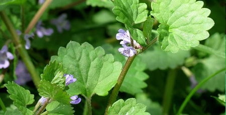 Ground Ivy