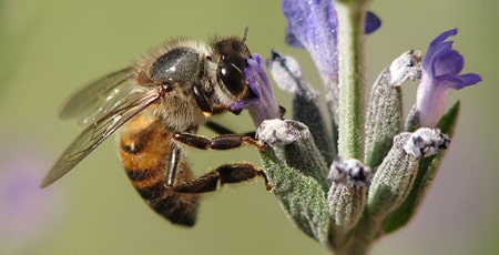 Honeybee Pollinators