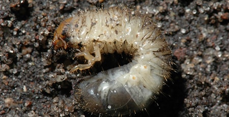 Japanese Beetle Grub