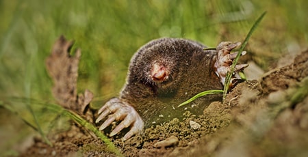 Mole Control