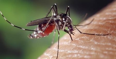Mosquito Control