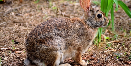 Rabbit Repellent