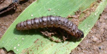 Sod Webworm