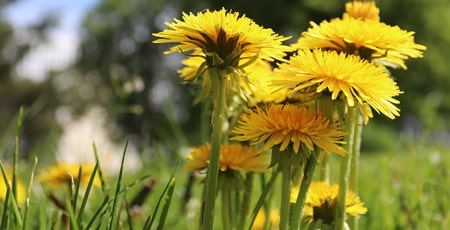 Weed Control