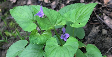 Wild Violets