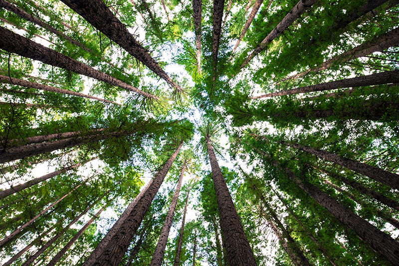 Certified Arborist