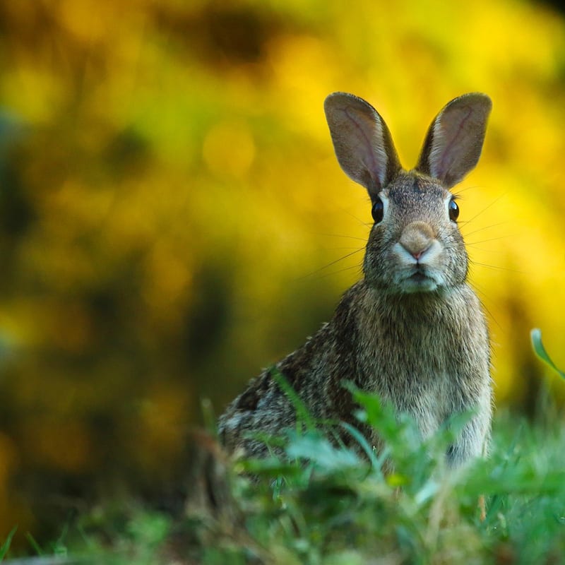 Rabbit on the Lawn