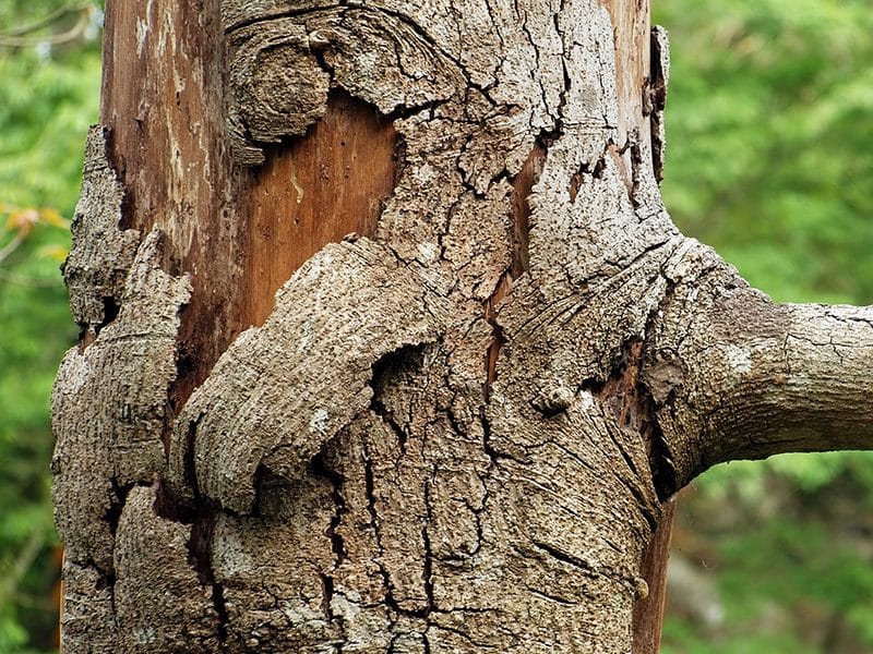 Dying Tree with Peeling Bark