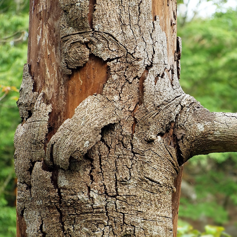 Dying Tree with Peeling Bark