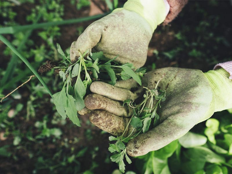 Weeding With Gloves
